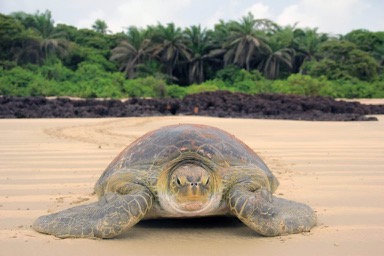 Groene schildpad Poilao eiland Guinee Bissau-Simon-tours.jpg